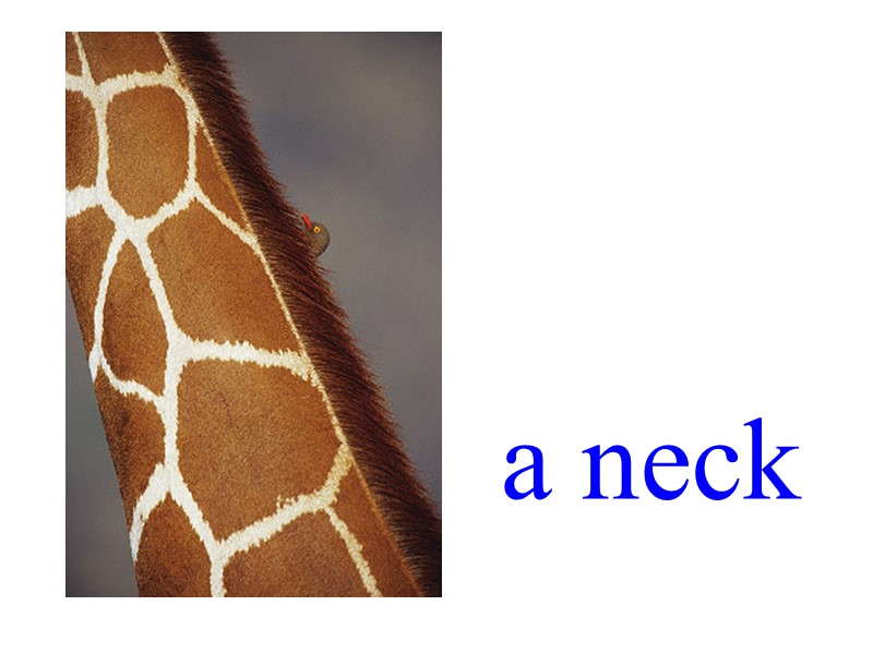 a neck
